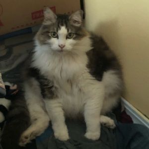 Meet your Posher, Madison